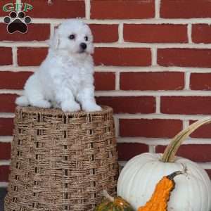 Blossom, Bichon Frise Puppy